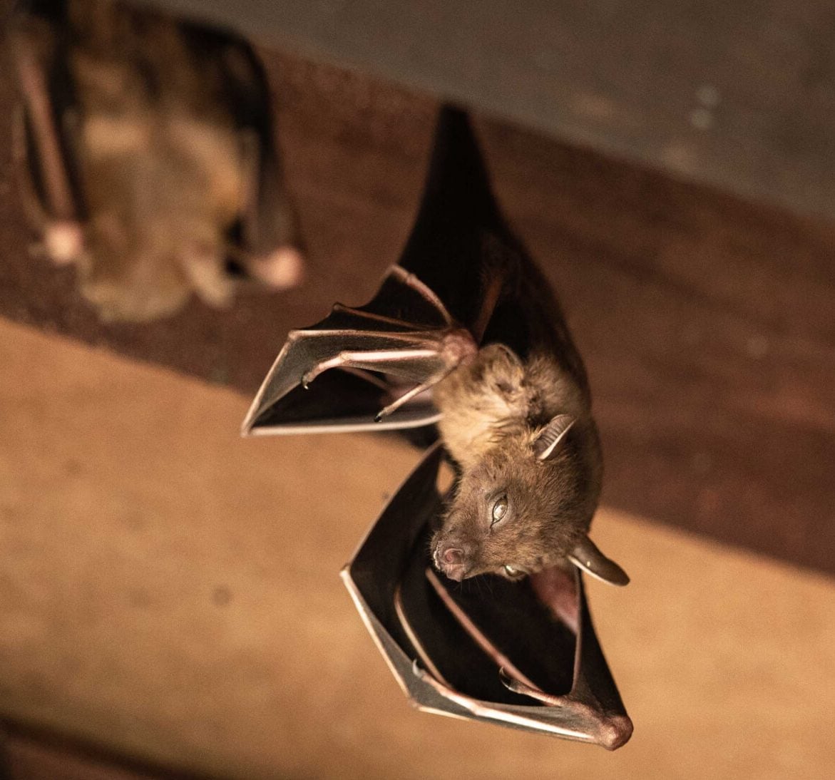 Wildlife-Bats in Dallas